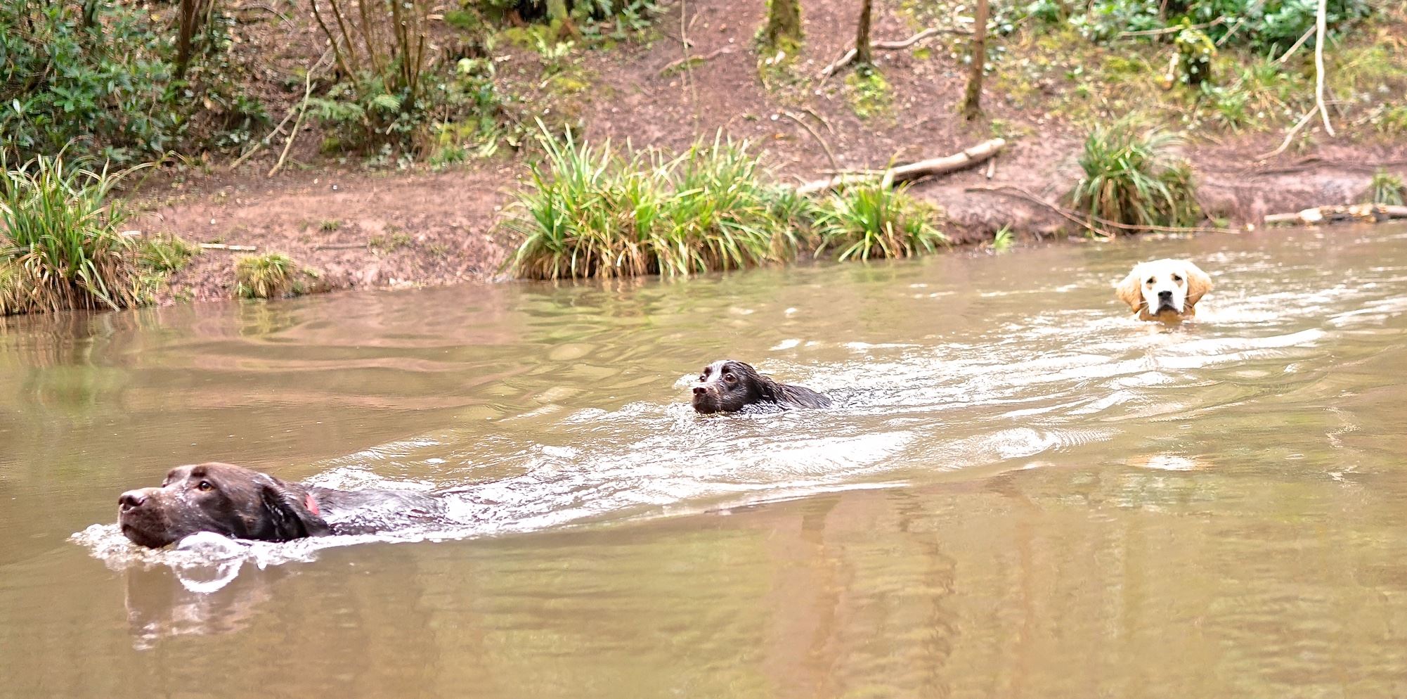 Adventure Days out for Dogs in Bristol