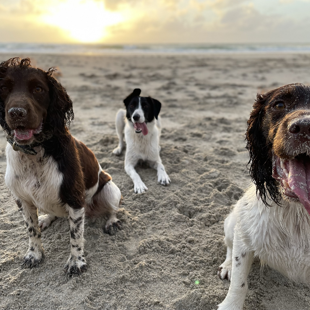 Adventure Dog Walking service in Clifton, Bristol