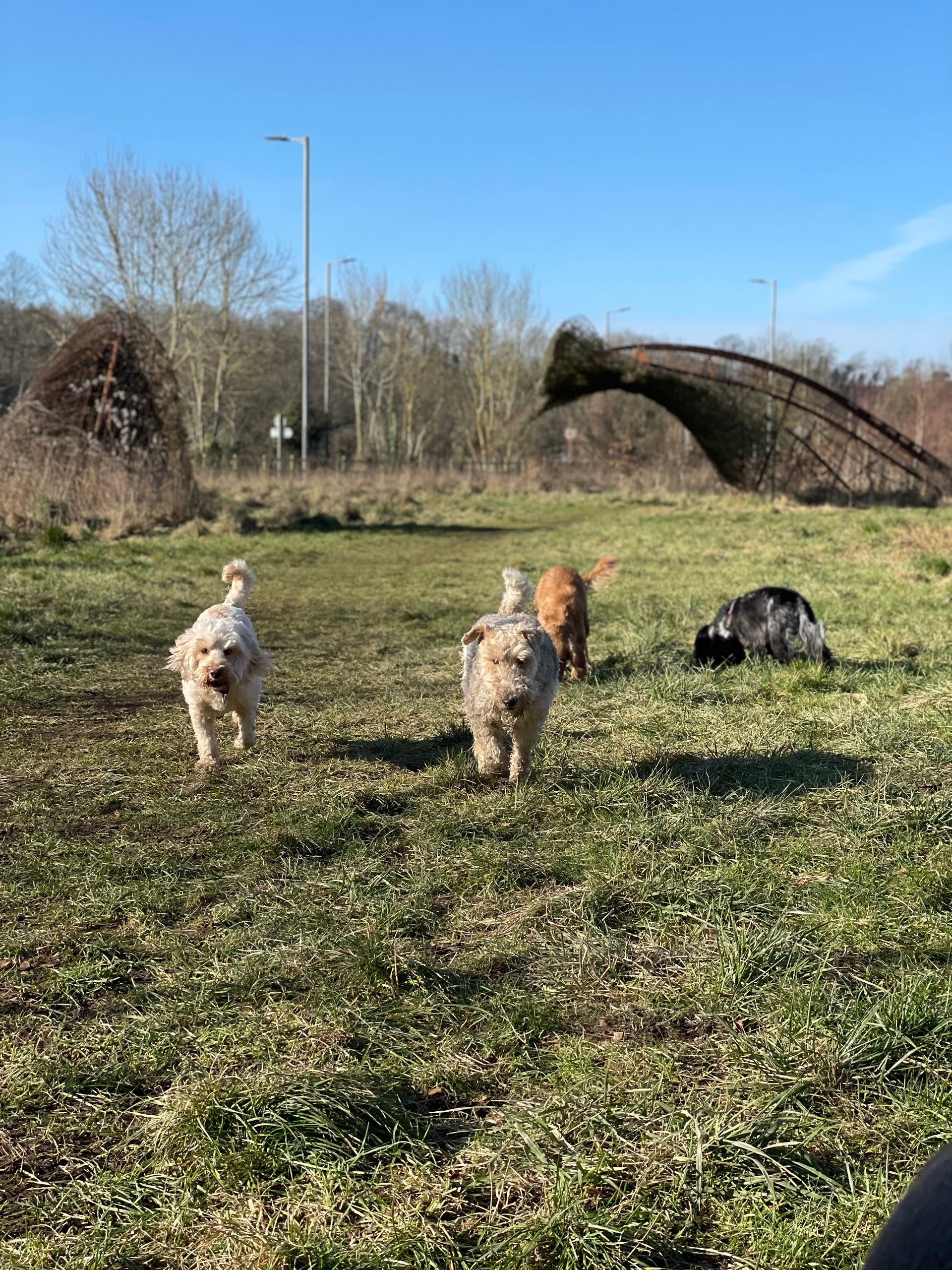 Professional Group Dog Walking in Clifton, Bristol