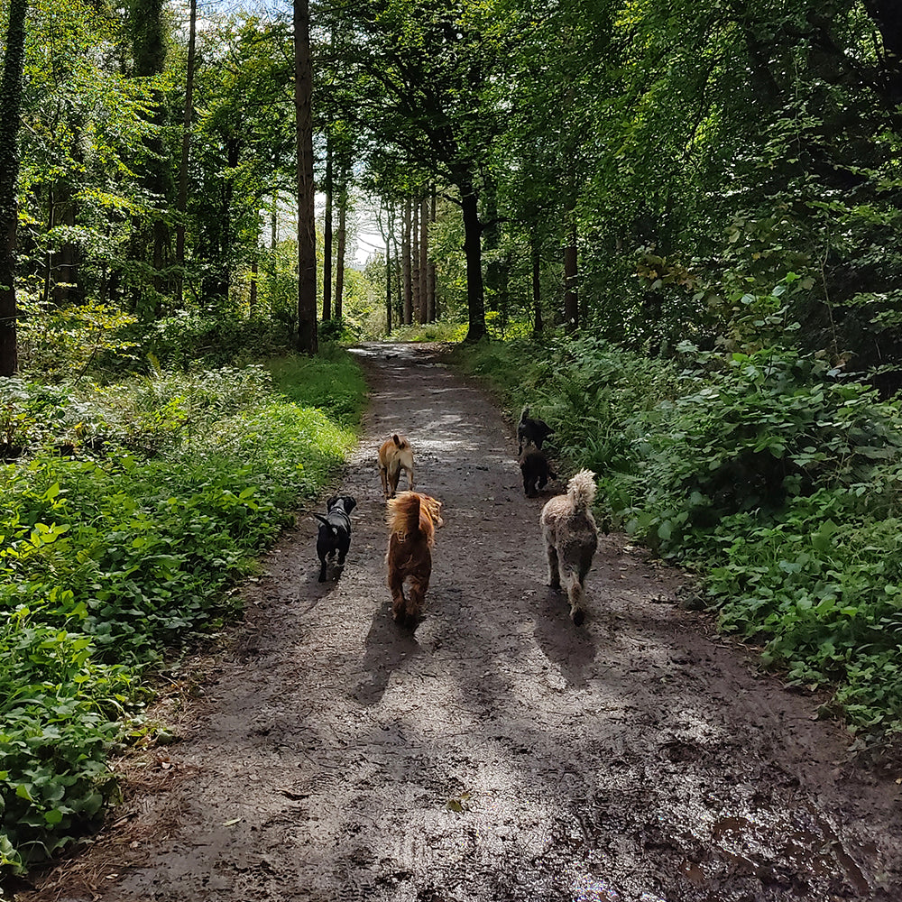 Professional Group Dog Walking in Clifton, Bristol