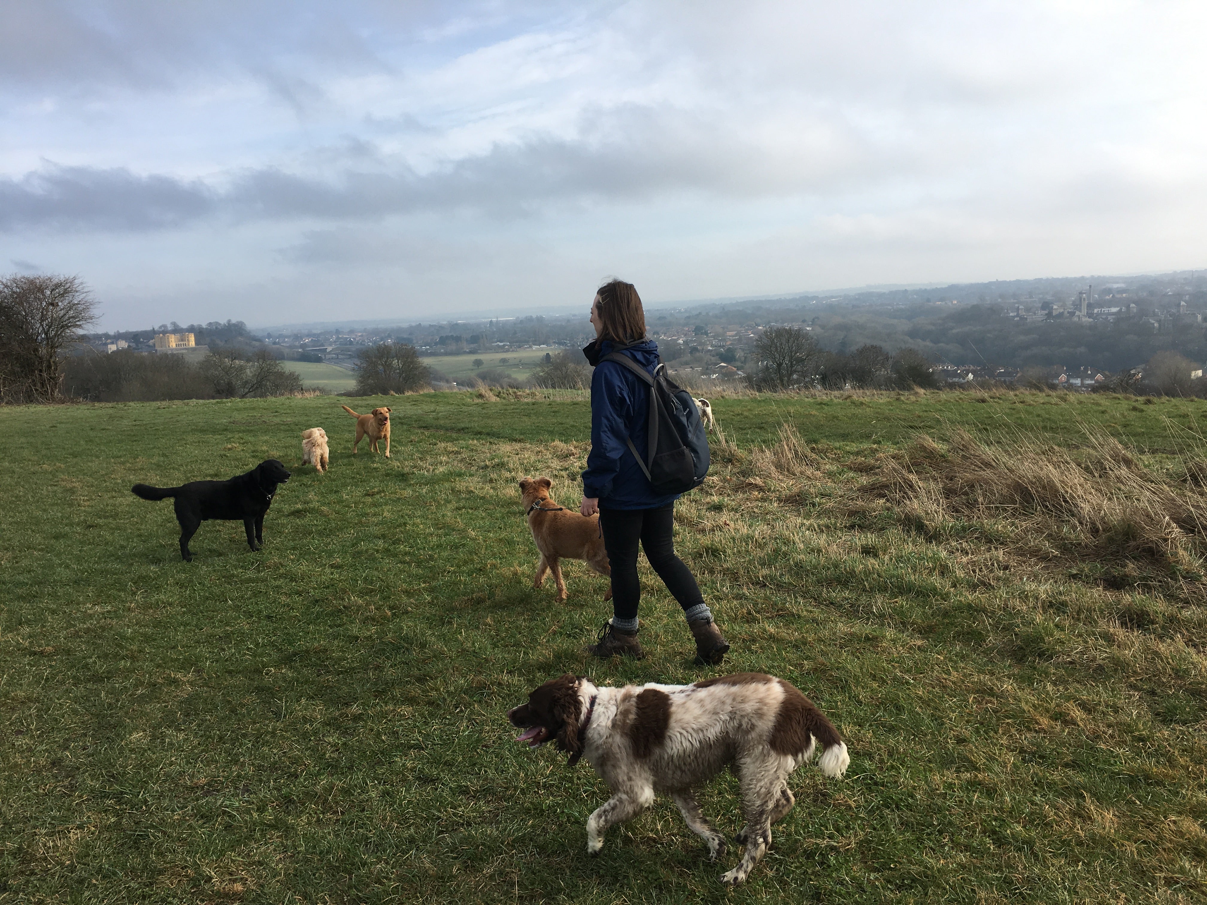 Professional Group Dog Walking Service in Clifton, Bristol
