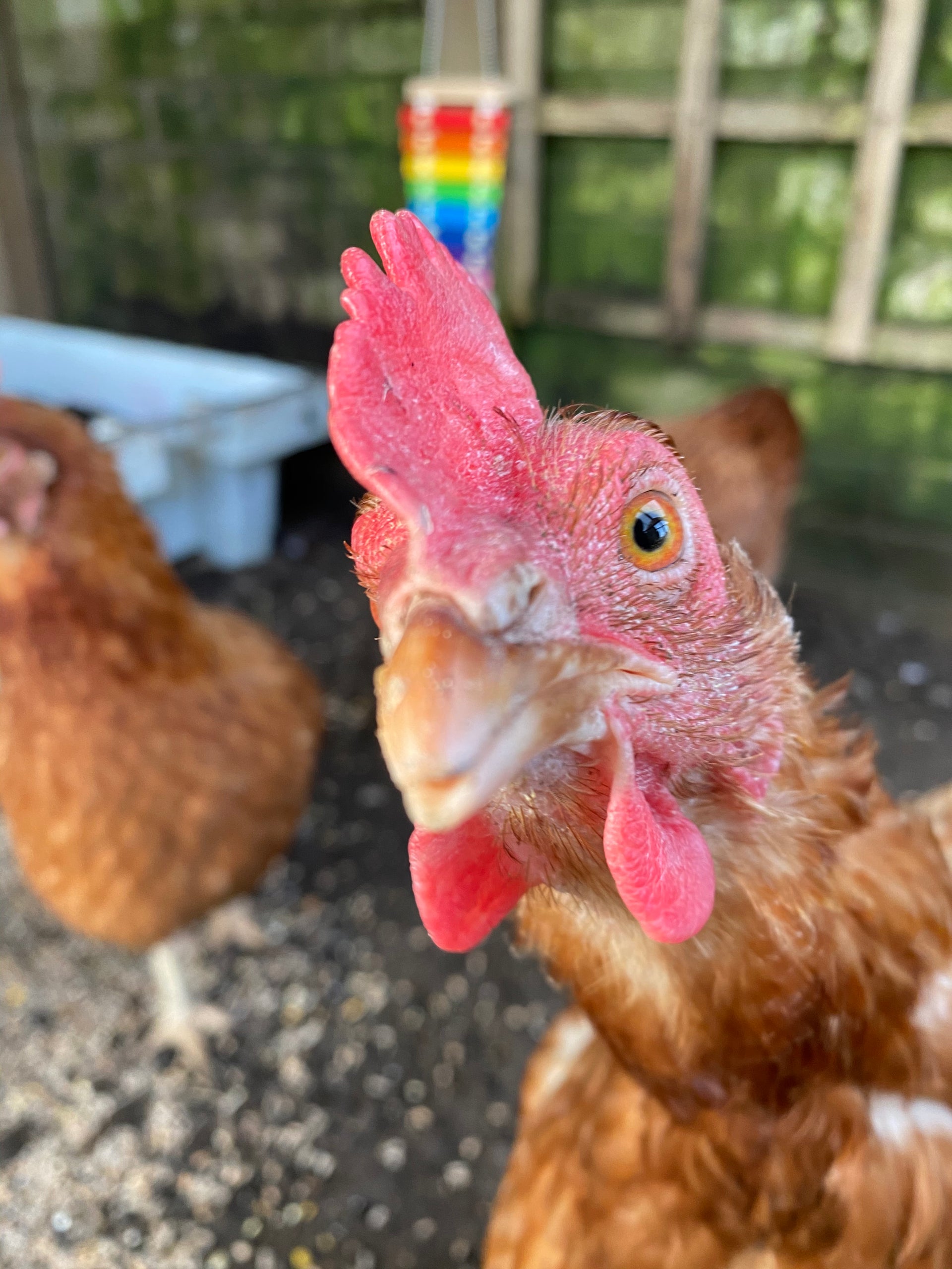 Chicken Care Service in Clifton, Bristol