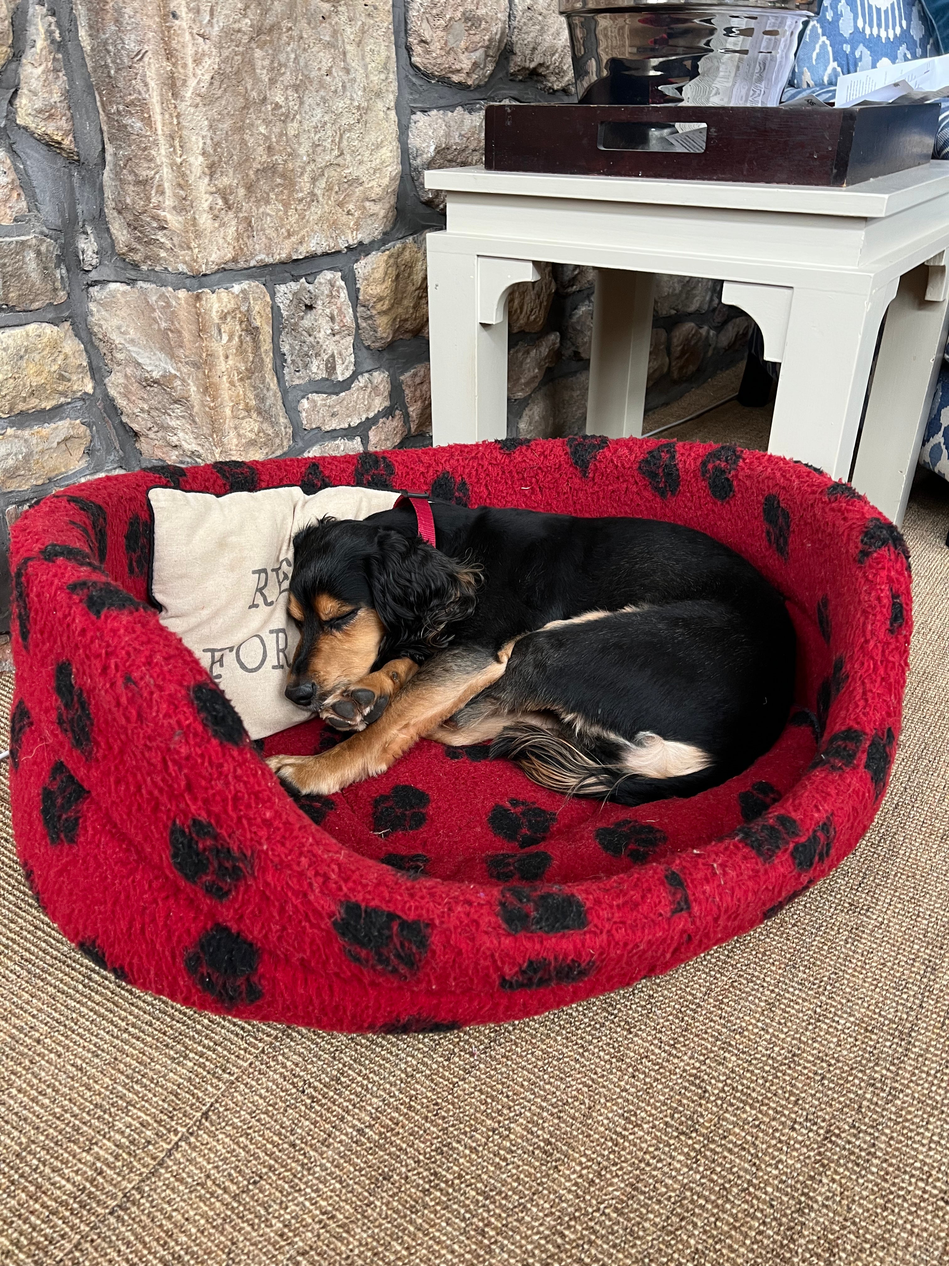 Overnight Pet Sitting Service in Clifton, Bristol