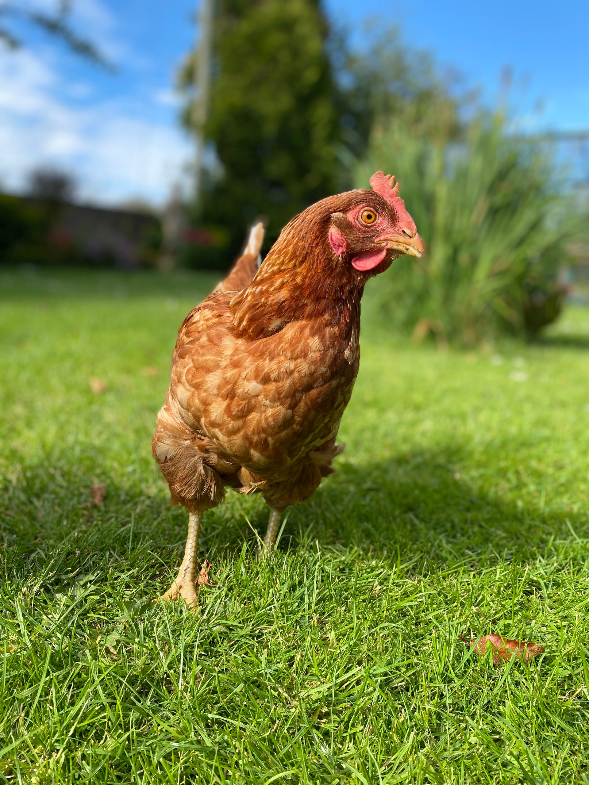 Chicken Sitting Service in Clifton, Bristol