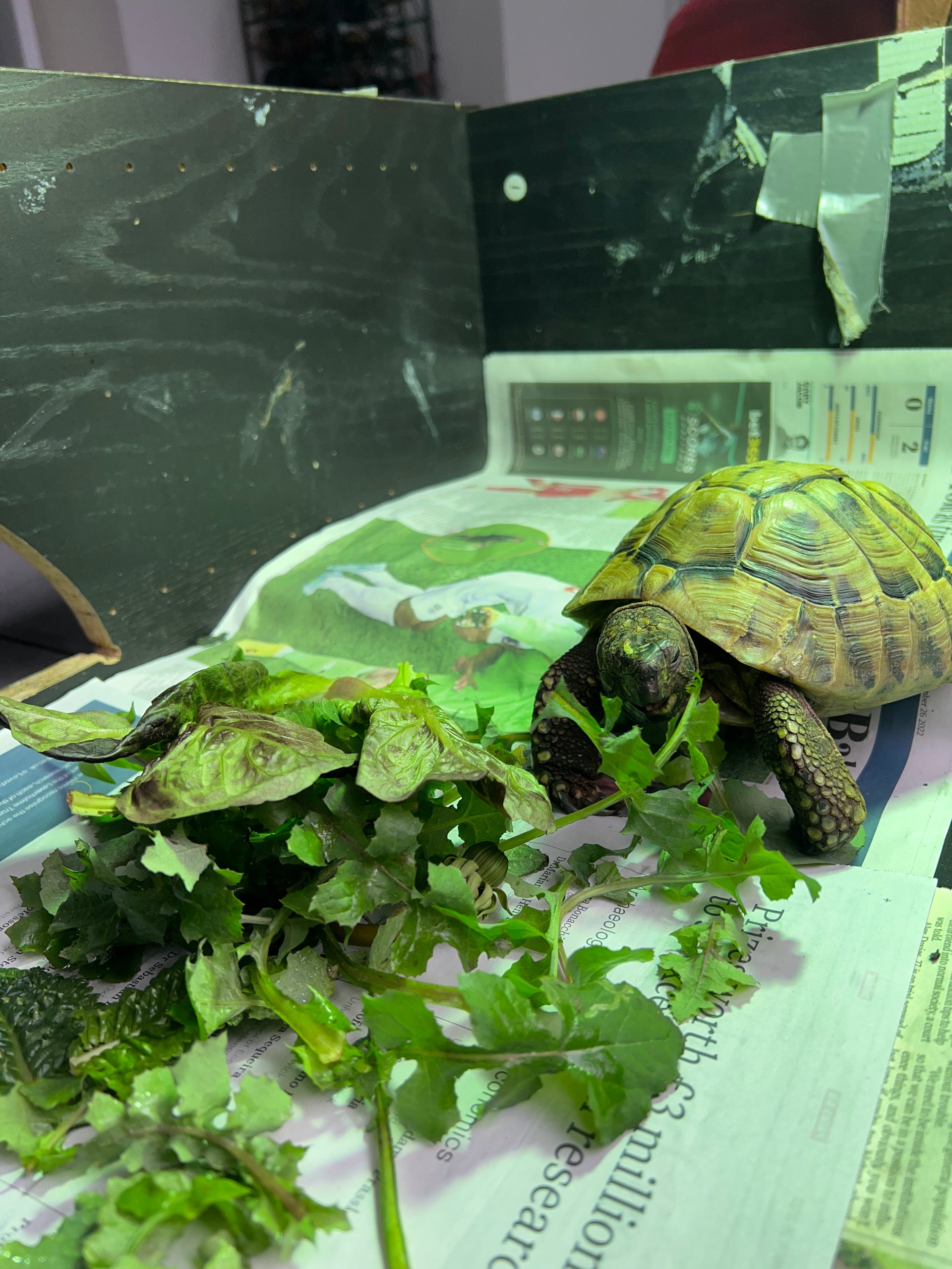 Tortoise Care Service in Clifton, Bristol