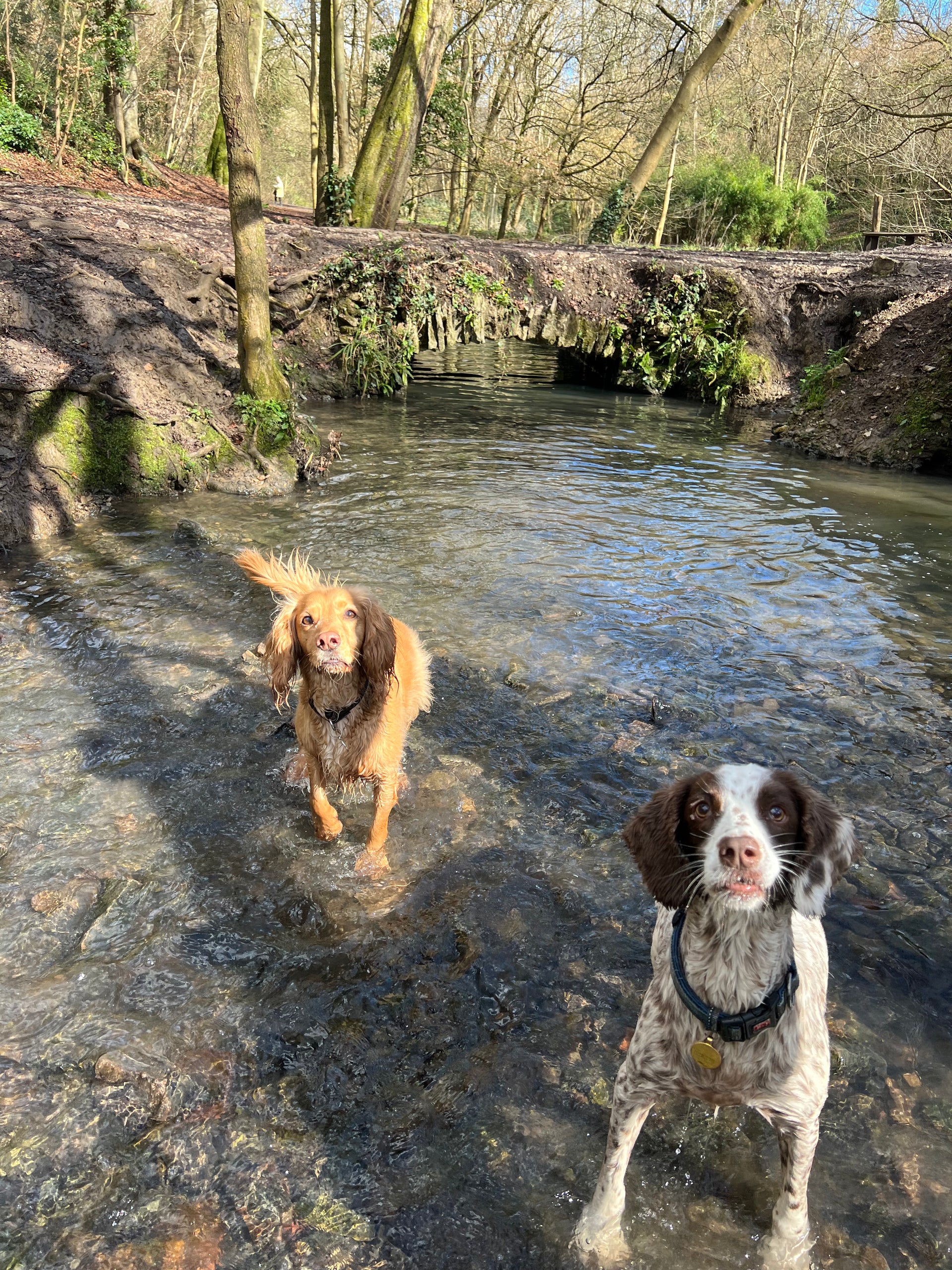 Professional Group Dog Walking Service in Clifton, Bristol