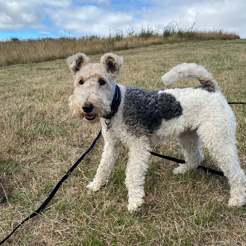 Professional Solo Dog Walking in Clifton, Bristol