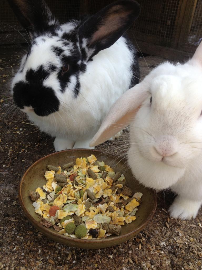 Rabbit Care Service in Clifton, Bristol