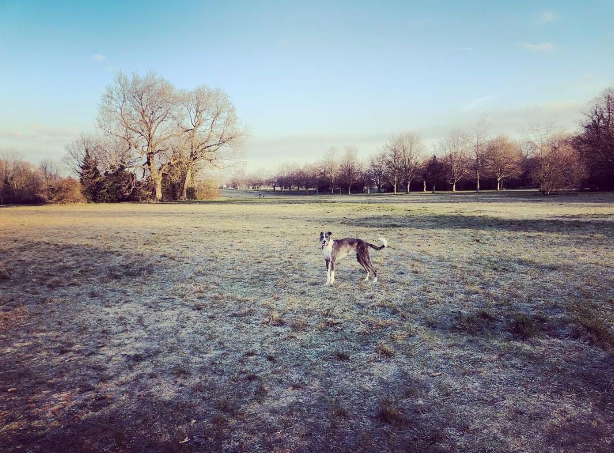 Professional Solo Dog Walking in Clifton, Bristol