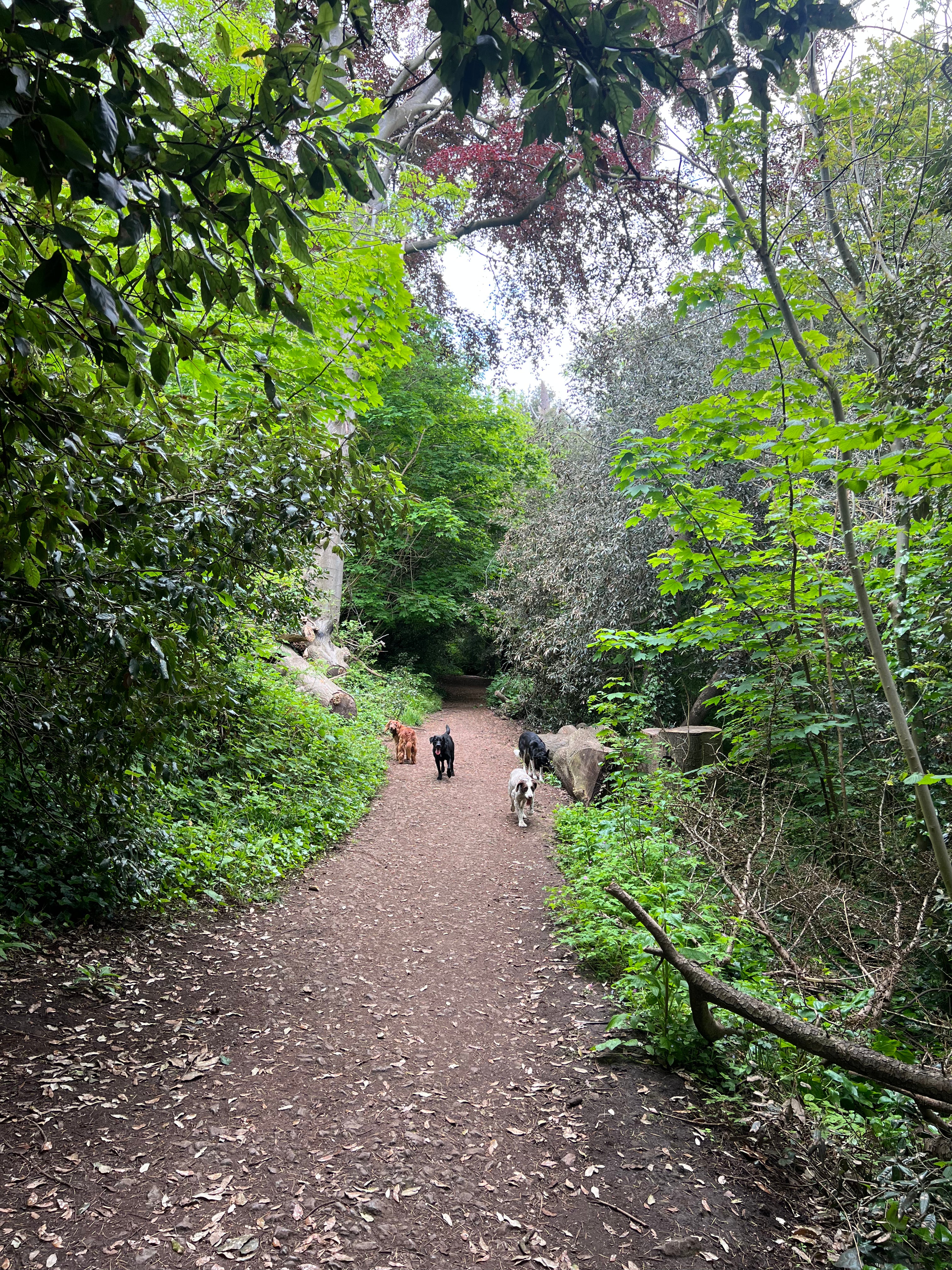 Professional Group Dog Walking Service in Clifton, Bristol