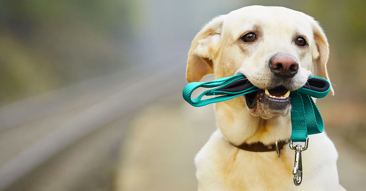 Professional Dog Walking & Pet Care Services in Bristol