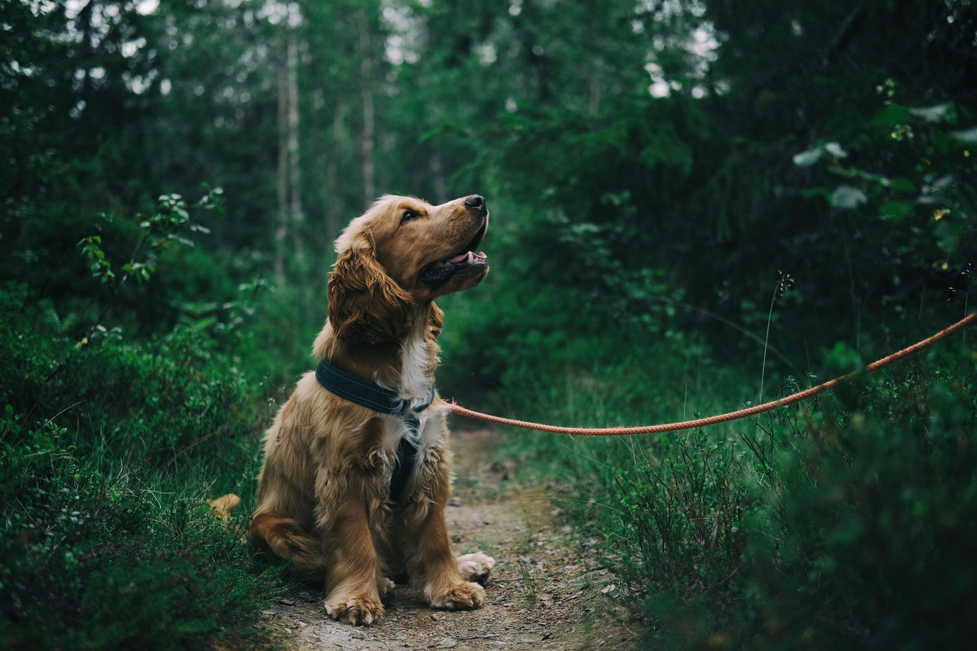 Professional Dog Walking & Pet Care Services in Bristol
