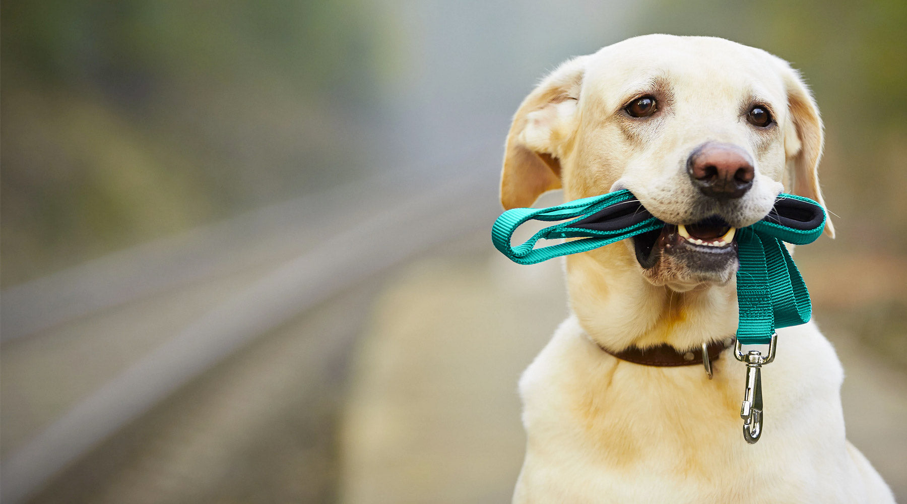Bristol's leading Dog Walking and Pet Care Services